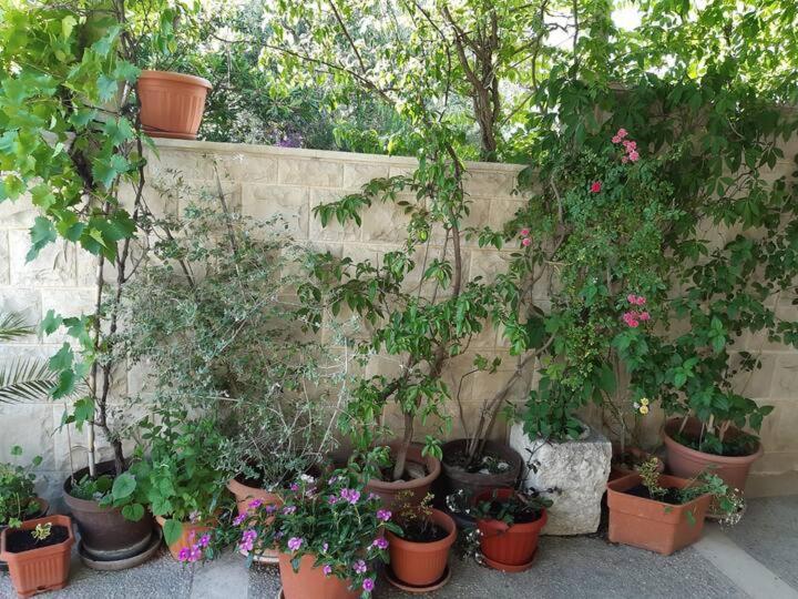 Apartment Biljana 볼 외부 사진